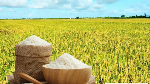 Giá lúa gạo hôm nay ngày 15/7: Gạo thơm Jasmine giảm 1.000 đồng/kg