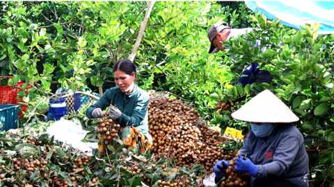 Số hóa vùng trồng, đổi mới tư duy sản xuất 