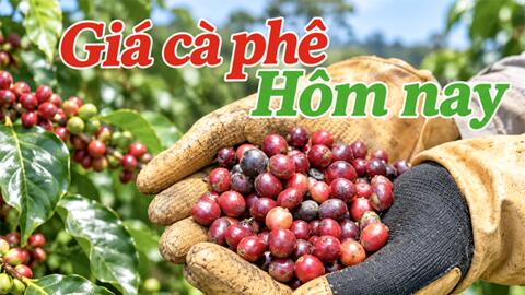Quản lý dòng tiền theo mùa vụ cho hộ gia đình trồng cà phê 
