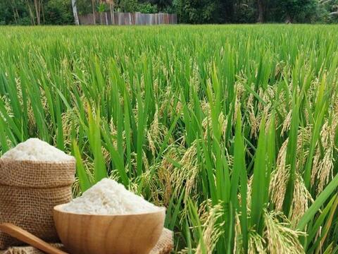 Giá lúa gạo hôm nay ngày 2/6/2026: Gạo nguyên liệu xuất khẩu tăng nhẹ