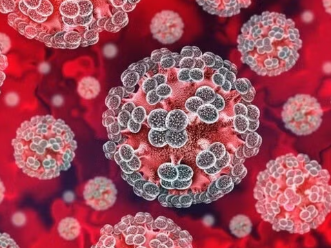 Chuyên gia lên tiếng về 'hiểm họa toàn cầu mang tên virus Hanta'