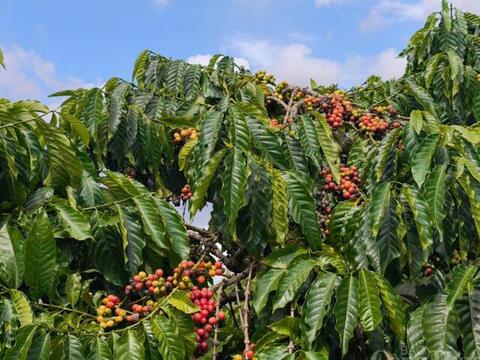 Giá cà phê hôm nay 19/6/2026: Tăng nhẹ, tiến sát mốc 90.000 đồng/kg