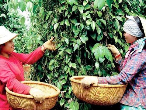 Giá tiêu hôm nay 20/6/2026: Đột ngột giảm sâu 2.000 – 3.000 đồng/kg