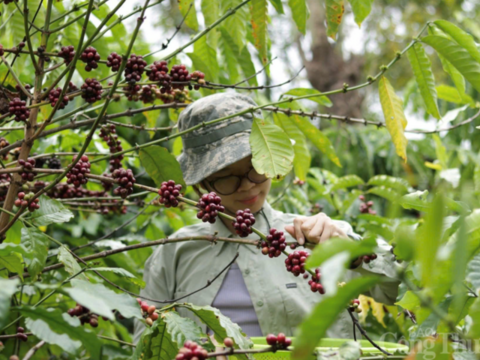 Giá cà phê hôm nay 20/6/2026: Dao động từ 89.700 - 89.900 đồng/kg