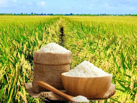 Giá lúa gạo hôm nay ngày 22/6: Lúa tươi biến động nhẹ