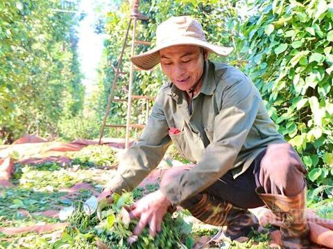 Giá tiêu hôm nay 24/6/2026: Tăng phiên thứ hai liên tiếp