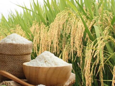 Giá lúa gạo hôm nay ngày 28/6, tuần qua: Lúa, gạo xuất khẩu biến động