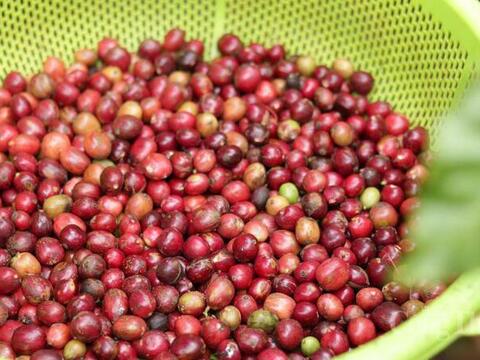 Giá cà phê Arabica tăng mạnh do mưa lớn cản trở thu hoạch tại Brazil