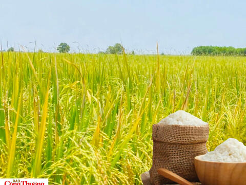 Giá lúa gạo hôm nay ngày 24/7/2026: Gạo Đài thơm tăng 500 đồng/kg