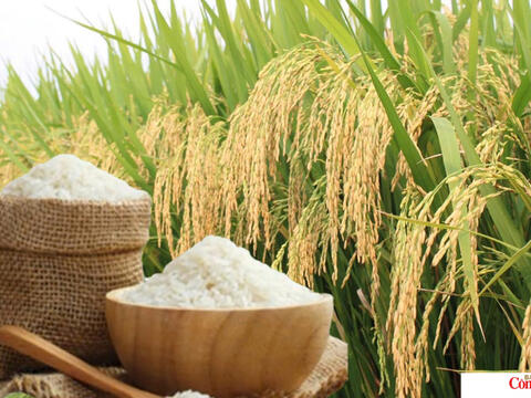 Giá lúa gạo hôm nay ngày 30/7/2026: Gạo nguyên liệu xuất khẩu tăng nhẹ