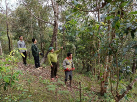 Điện Biên nâng cao ý thức giữ rừng gắn với sinh kế bền vững