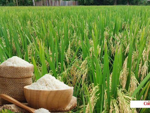 Giá lúa gạo hôm nay ngày 20/10/2026: Giá lúa tươi biến động
