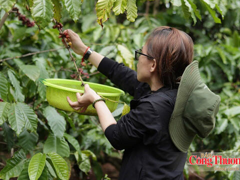 Giá cà phê hôm nay 21/10/2026: Đảo chiều, sụt giảm 2.000 đồng/kg