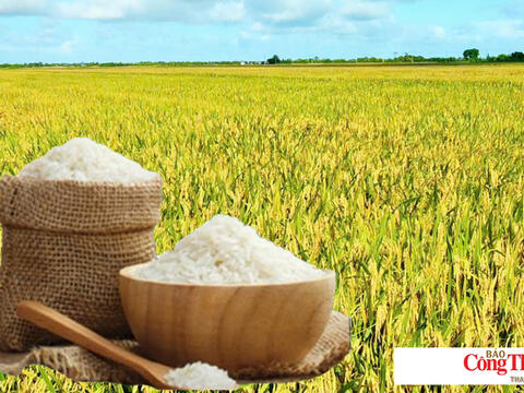 Giá lúa gạo hôm nay ngày 27/10/2026: Gạo xuất khẩu tăng mạnh