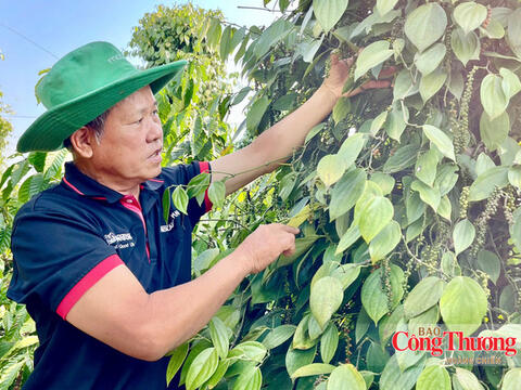 Giá tiêu hôm nay 28/10/2026: Thị trường lặng sóng
