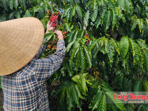 Giá cà phê hôm nay 28/10/2026: Giảm nhẹ, xuống dưới mốc 89.000 đồng/kg