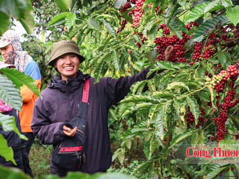 Giá cà phê hôm nay 30/10/2026: Tạm chững, dưới mốc 89.000 đồng/kg