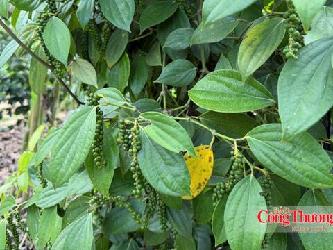 Giá tiêu hôm nay 30/10/2026: Giảm mạnh 1.000 - 1.500 đồng/kg