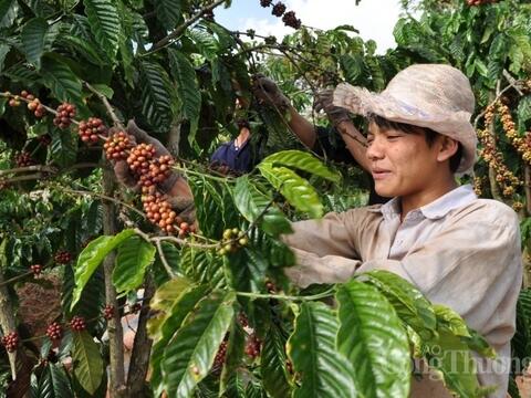 Giá cà phê thế giới đồng loạt tăng