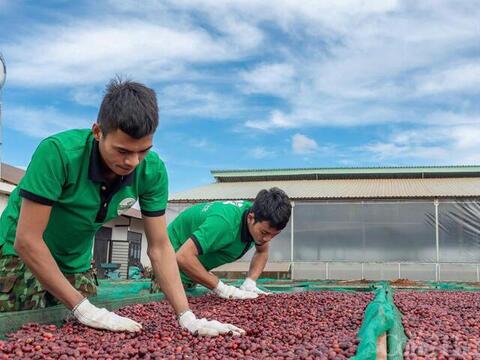 Giá cà phê hôm nay 12/6/2026: Bật tăng vọt hơn 2.000 đồng/kg