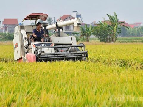 Tiêu chuẩn xanh mở đường cho gạo Việt vào các thị trường cao cấp
