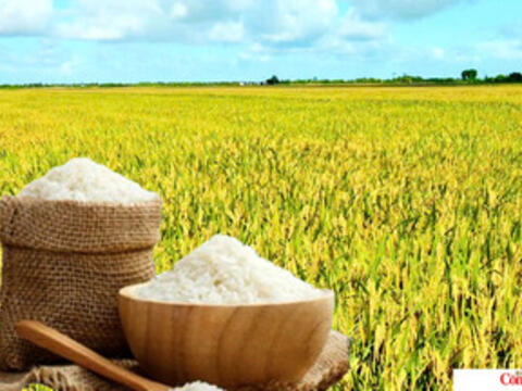 Giá lúa gạo hôm nay ngày 27/7/2026: Tấm thơm tăng nhẹ