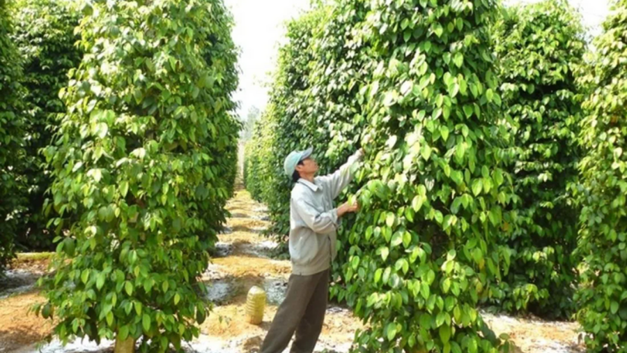Lâm Đồng mở thị trường cho 'vàng đen'