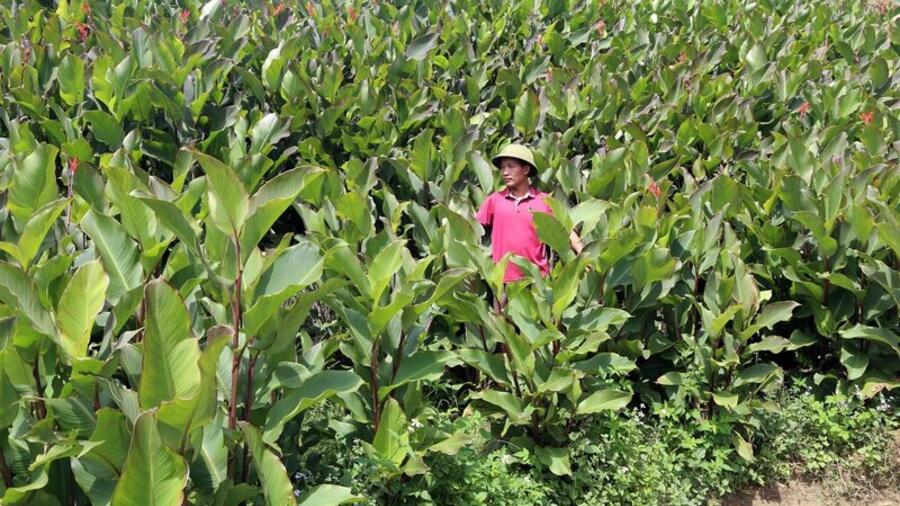 Miến dong Tài Hoan: Đặc sản núi rừng Côn Minh