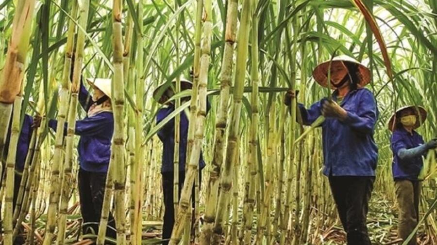 Ngành mía đường đối diện thách thức “sống còn”