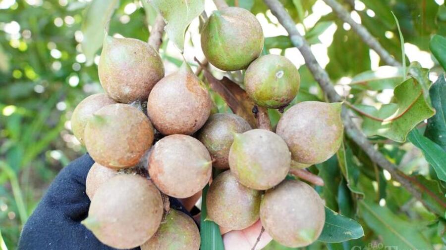 Từ sườn đồi xanh đến kinh tế mới: Câu chuyện hạt mắc ca Thượng Ninh
