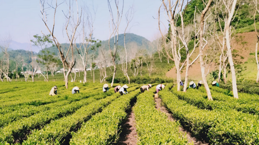 Chuỗi liên kết: Chìa khóa để nông sản miền núi chinh phục thị trường