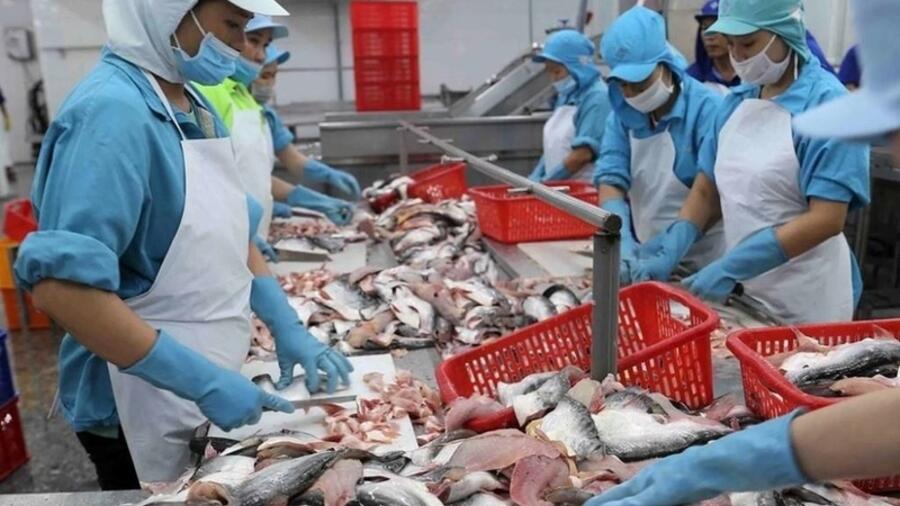 Xuất khẩu cá tra vượt 1,4 tỷ USD