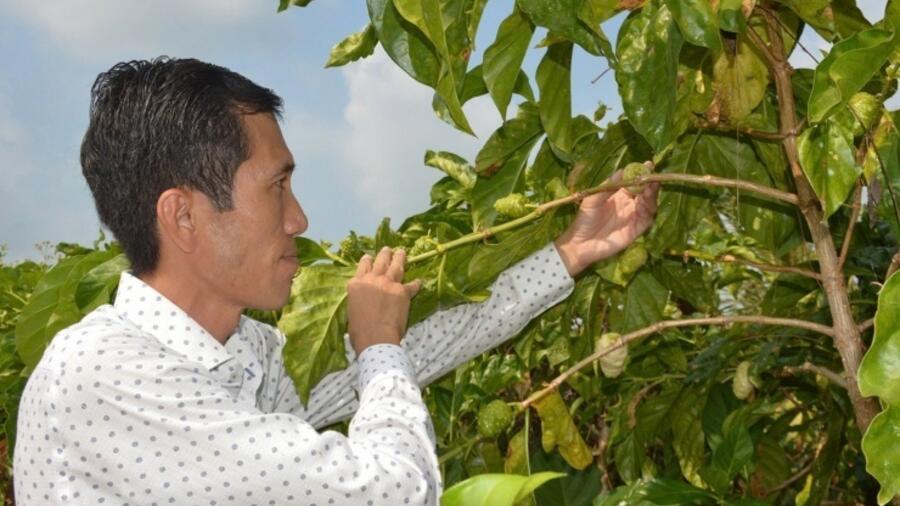 Nỗ lực “nâng tầm” sản phẩm OCOP 4 sao nước cốt trái nhàu