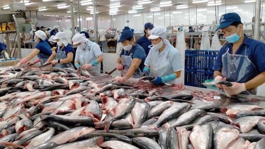 Xuất khẩu cá tra cuối năm: Cơ hội lớn từ CPTPP và Trung Đông