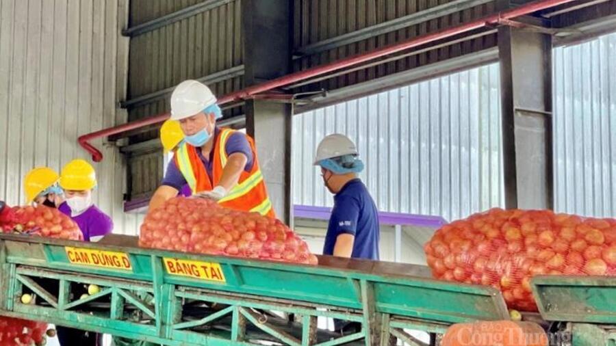 Gia Lai mở rộng hợp tác với Singapore, thúc đẩy xuất khẩu nông sản