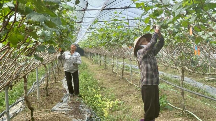 Mô hình trồng nho Sông Lô: tạo sinh kế bền vững, hút khách trải nghiệm