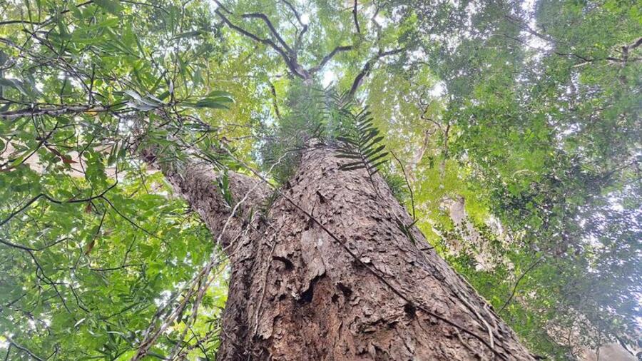 Đánh thức 'vàng xanh' carbon từ rừng Gia Lai