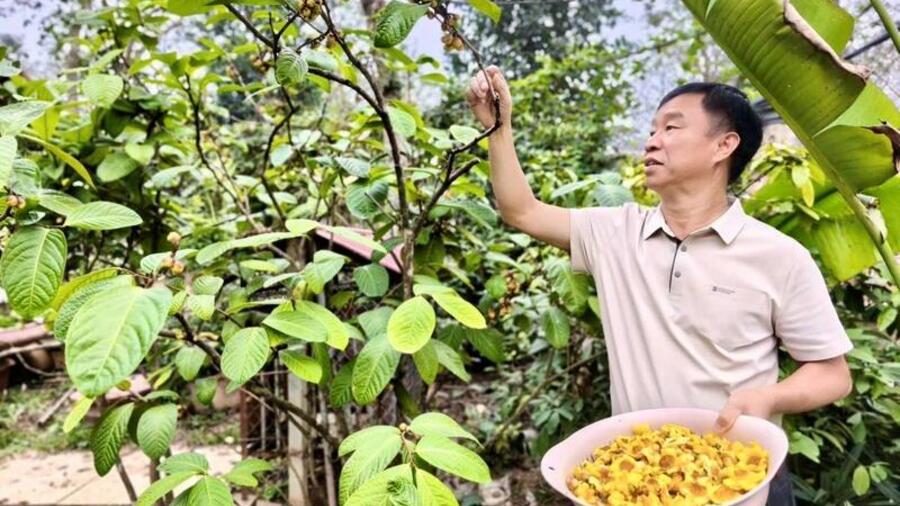 Phú Thọ: Trà hoa vàng nở rộ trước Tết, mở 'mùa vàng' tỷ đồng