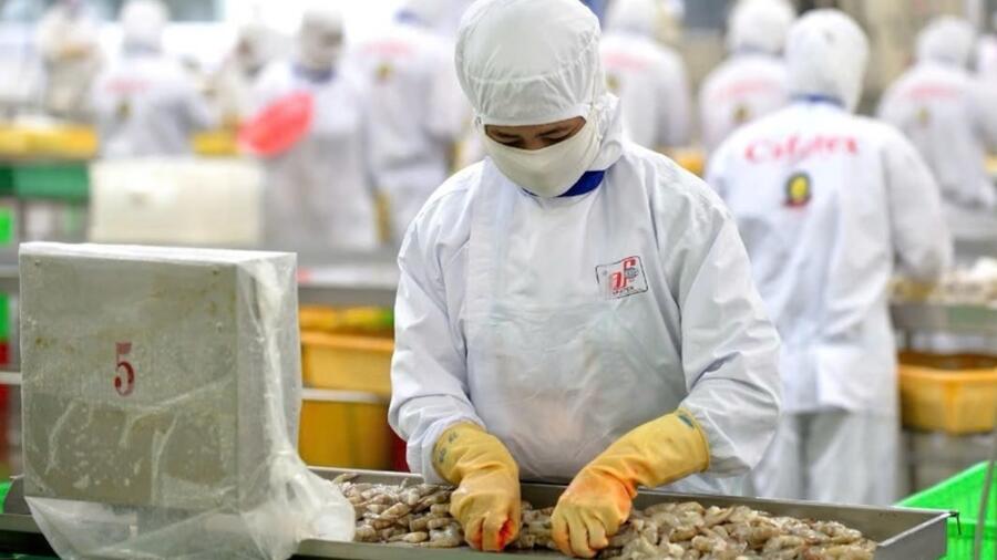 EU số hóa chứng nhận khai thác: Doanh nghiệp thủy sản cần lưu ý gì?