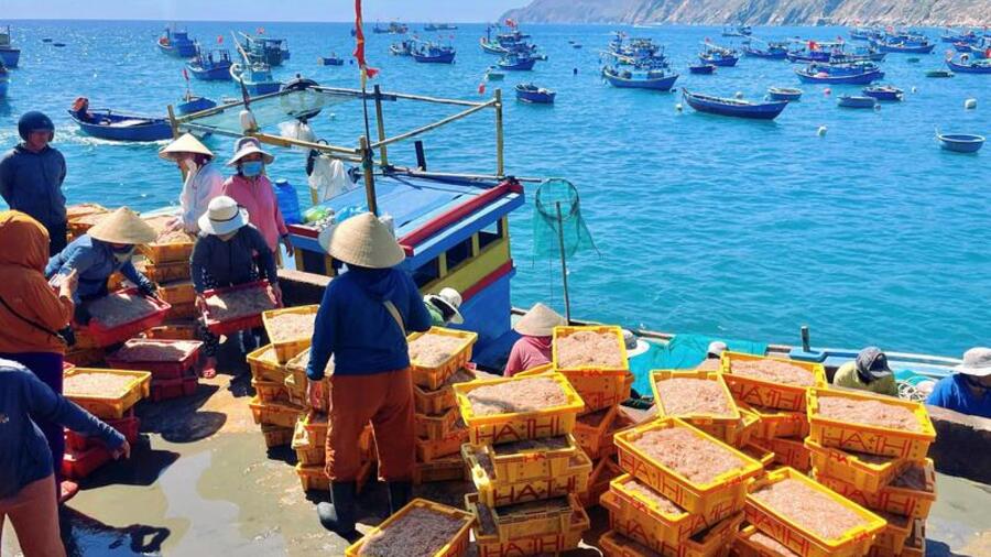 Ngư dân làng chài Gia Lai trúng mùa ruốc, 'bỏ túi' tiền triệu mỗi ngày