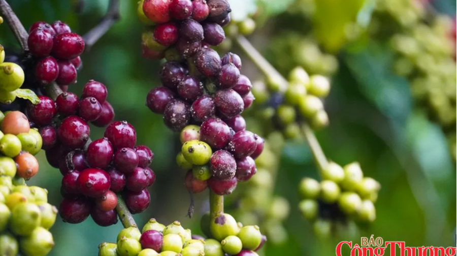 Nguồn cung thắt chặt đẩy giá cà phê thế giới đồng loạt tăng mạnh