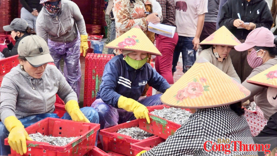 Quảng Ngãi: Ngư dân trúng cá cơm trái vụ, lãi hàng chục triệu đồng
