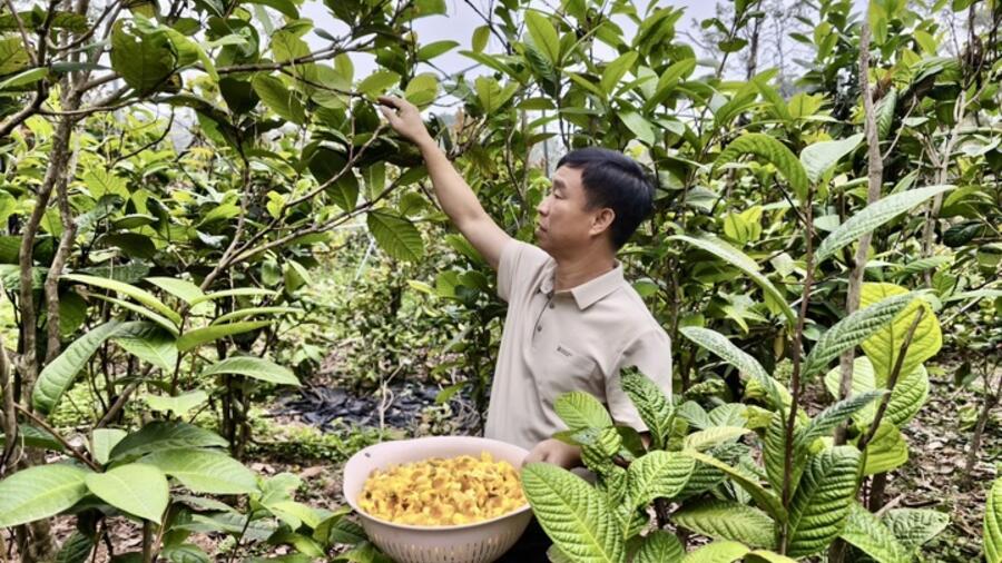 Phú Thọ: Nâng 'chất' sản phẩm OCOP, tạo sức bật mới cho nông sản