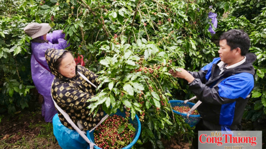 Mường Ảng: Nâng cao giá trị cà phê, tạo sinh kế bền vững cho người dân