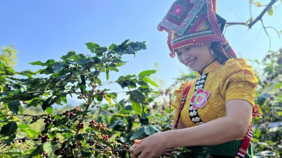 Arabica Sơn La hướng tới thương hiệu cà phê tiêu biểu ASEAN