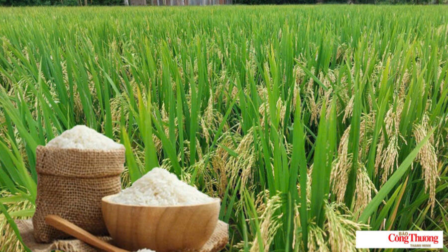 Giá lúa gạo hôm nay ngày 20/10/2026: Giá lúa tươi biến động