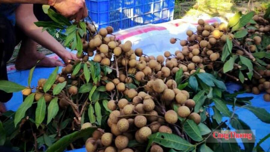 Hưng Yên tìm hướng nâng giá trị nhãn lồng, mở rộng thị trường