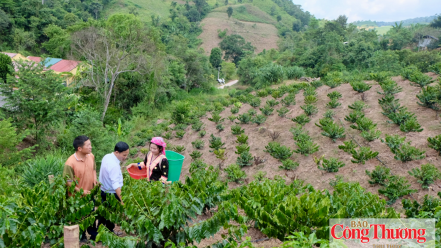 Điện Biên: Xã Nà Bủng đa dạng hóa cây trồng, tạo sinh kế bền vững