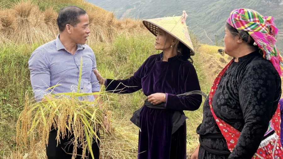 Gạo đặc sản: Nâng cao sinh kế cho đồng bào vùng cao Lũng Cú