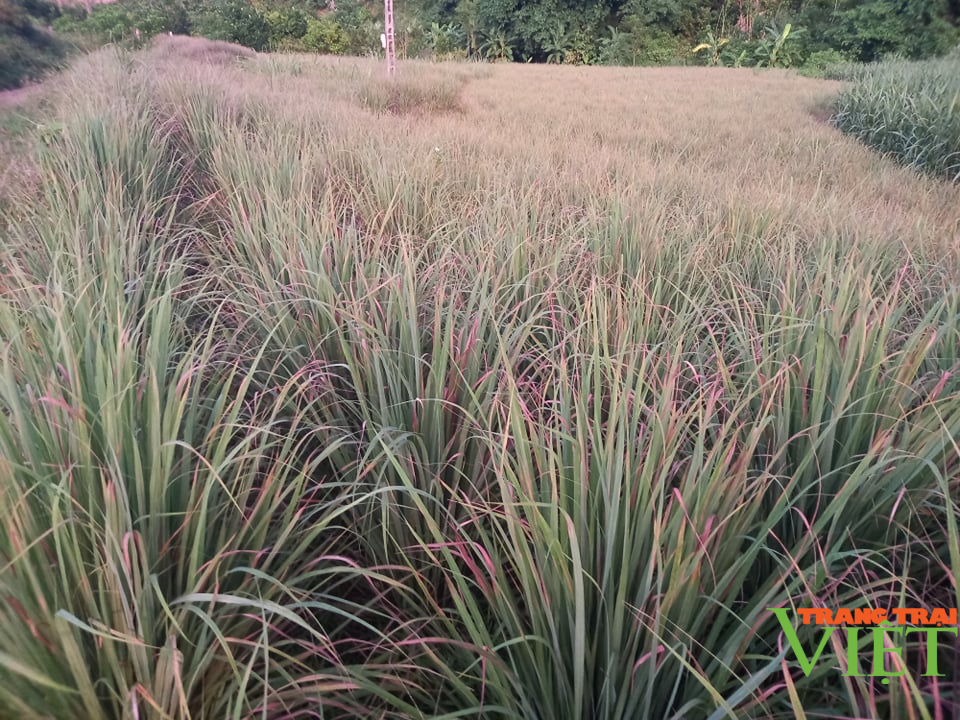 Hoà Bình: Chỉ trồng 1,5 ha sả, anh nông dân sống khỏe - Ảnh 1. Hoà Bình: Chỉ trồng 1,5 ha sả, anh nông dân sống khỏe - Ảnh 1.